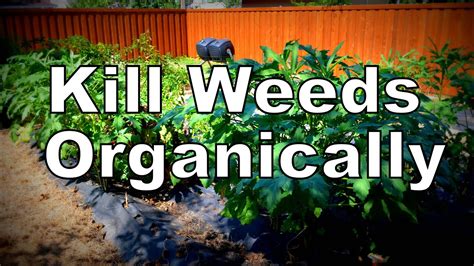 Easiest Organic Way To Kill Weeds In The Garden Youtube