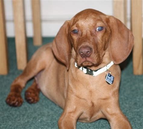 Ralph 12 Week Old Male Hungarian Vizsla Available For Adoption