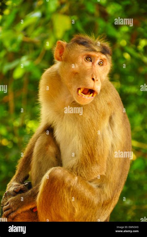 Angry Monkey In India Stock Photo Alamy