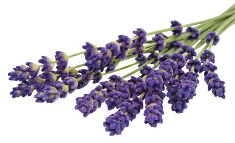 Lavender Flower Png PNG Image Collection