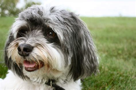 Havanese Dog Breed Information Pictures And More