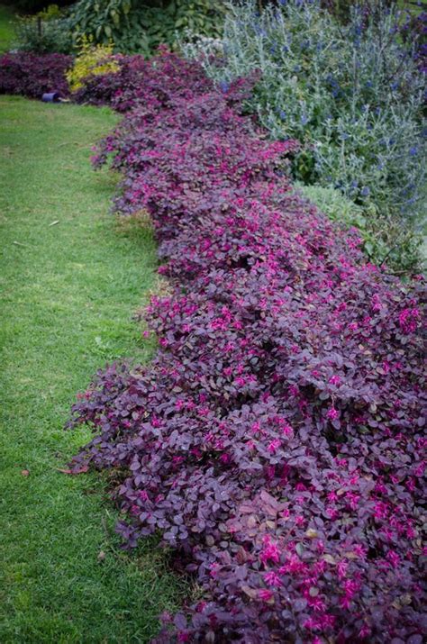 Evergreen shrub with purple flowers. Loropetalum 'Purple Prince' 7" Pot - Hello Hello Plants ...