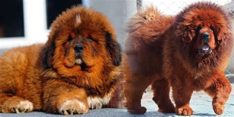 5 Jenis Anjing Paling Mahal Di Dunia | INFO TOPLES