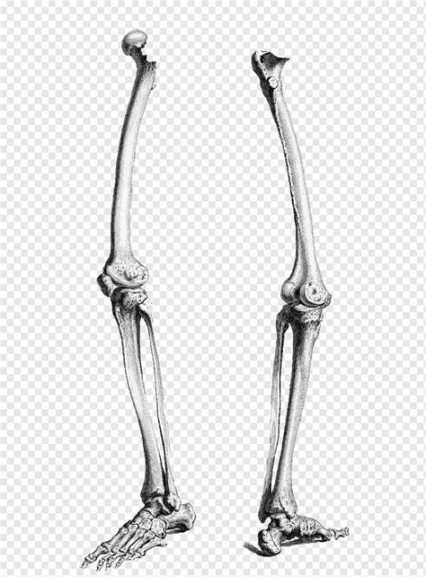Pierna Humana Esqueleto Humano Cuerpo Humano Fémur Anatomía Pierna