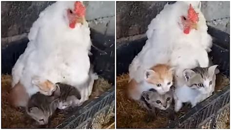 Protective Mother Hen Keeps A Litter Of Three Kittens Safe From The