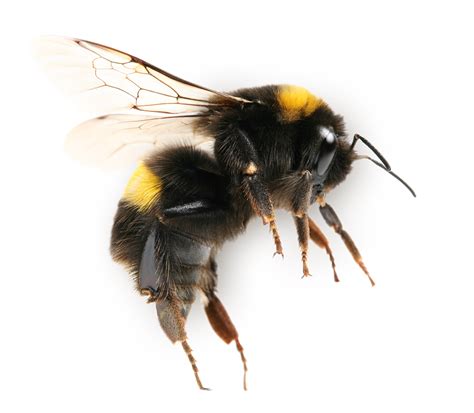 Bee Png Transparent Png Image Collection