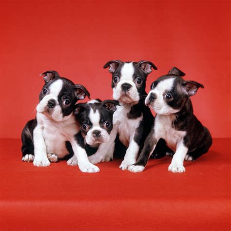 33 Videos Of Boston Terrier Puppies Photo Bleumoonproductions