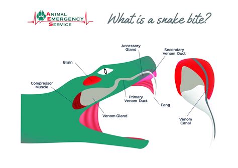 A Guide To Snake Bites On Dogs Symptoms Signs And Treatment Our