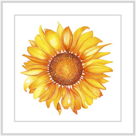 Sunflower 8x8 Print Sharon Christensen Fine Art