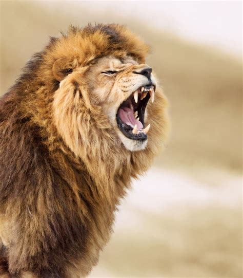Lion Angry Face