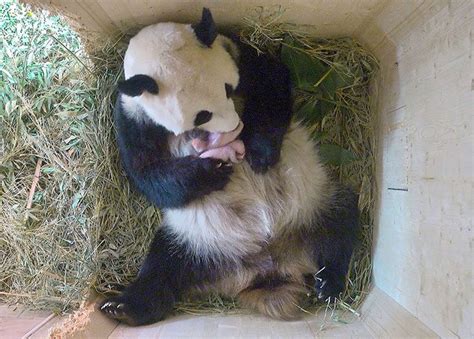 Giant Panda Gives Birth To Twins Mindfood