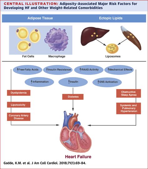 Obesity Pathophysiology And Management Journal Of The American College Of Cardiology