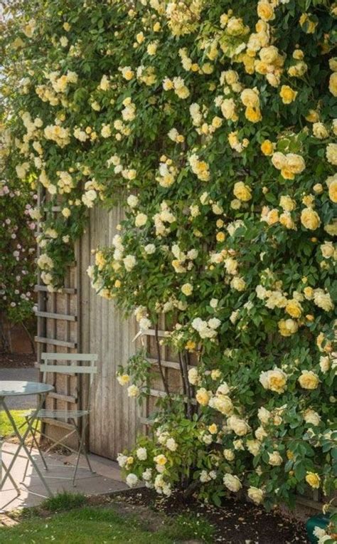 Pin By Maureen Muhlestein On Cottage Yellow Rose Cottage Rose