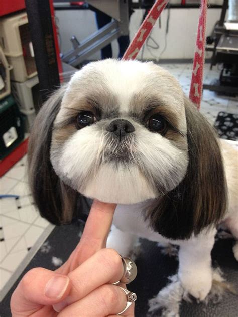 Teddy Bear Traditional Shih Tzu Haircuts