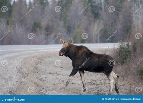 Photos Courantes Animales De Moose Jaw En Traversant La Route Orignaux