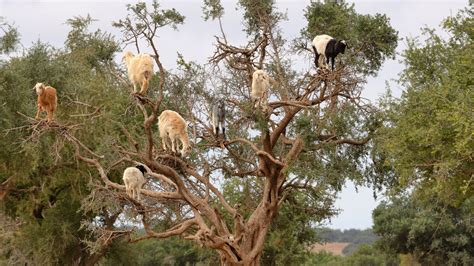 These Hungry Goats Learned To Branch Out The New York Times