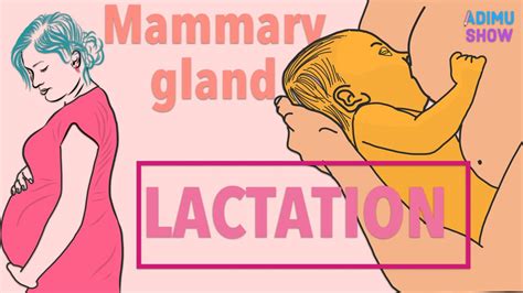 Lactation Mammary Gland Reproductive System Youtube