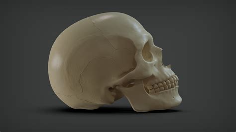 Caucasian Male Skull 3d Model Ztl