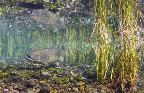 Chinook Salmon Nature Canada