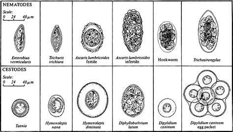 Intestinal Parasites Comparative Morphology Figure 4