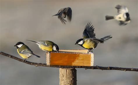Astuces Pour Faire Venir Les Oiseaux Dans Votre Jardin Agathe Diy