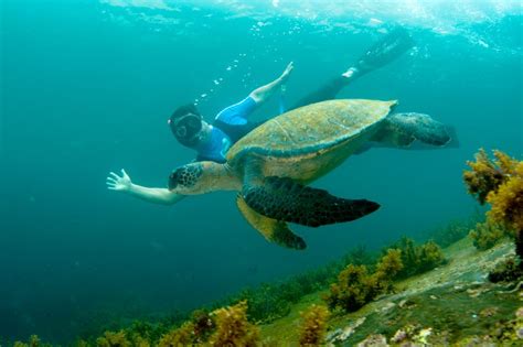 Guía Para Practicar Snorkeling En Galápagos