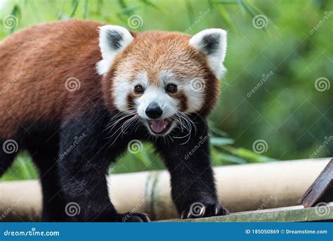 Red Panda Smiling And Looking Happy Stock Image Image Of Nature Park