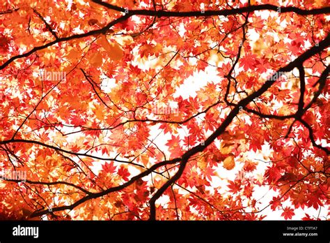 Autumn Maple Leaf Hi Res Stock Photography And Images Alamy