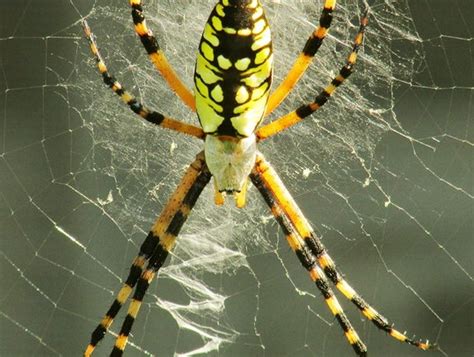 Banana Spider Size Interesting Facts And Bite Treatment Ncgo