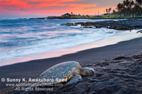 Hawaiian Green Sea Turtle At Sunset Punaluu Black Sand