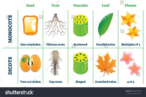 Monocot Plants List