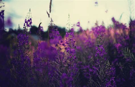 Plants Lavender Flowers Purple Flowers Depth Of Field