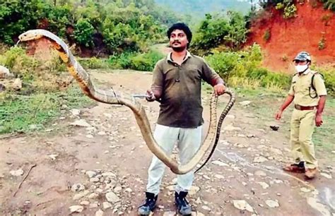 13 Foot King Cobra Spotted In Andhra Palm Oil Plantation Rescued By