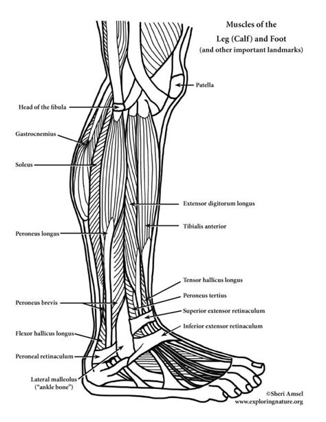 Muscles Of The Leg Calf And Foot Lateral View Advanced