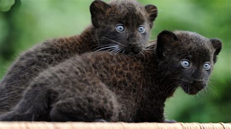 Baby Cute Fluffy Baby Black Panther Animal