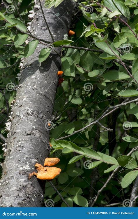 Orange Fungus On Fallen Limb Stock Photo Image Of Remains Helping