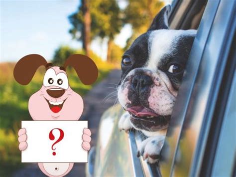 No, but you can click here to fill out our affordability calculator and understand your financing options. Dog Day Care Franchise | Dog Franchise | Doggy Care - Find ...