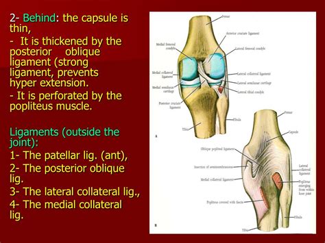 Ppt The Knee Joint Powerpoint Presentation Free Download Id3329792