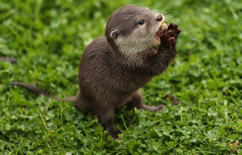 Young Smooth Coated Otters Are Much Better With Technology Than Their