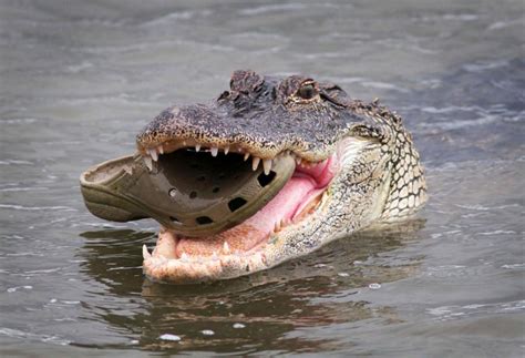 Get it as soon as wed, aug 18. FUNNY PICTURES! Alligator tries to eat Croc - the shoe ...