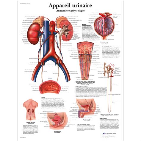 Appareil Urinaire Anatomie Et Physiologie 1001729 Vr2514l