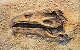 Photos of First Dinosaur Fossil Found In Antarctica