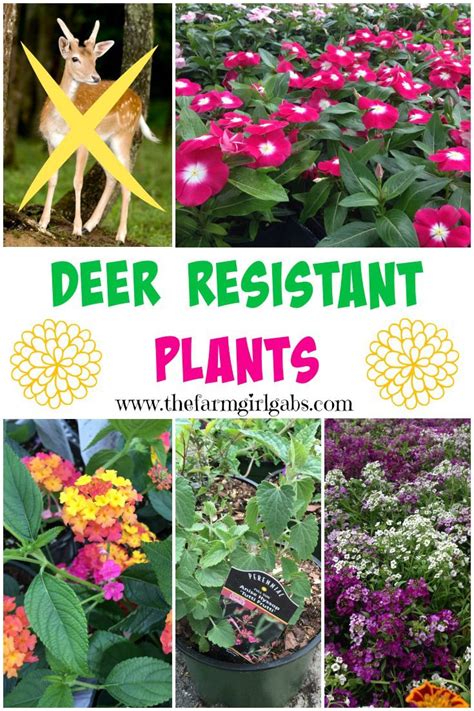 Deer Resistant Plants On The Blog Deer Resistant Garden Deer