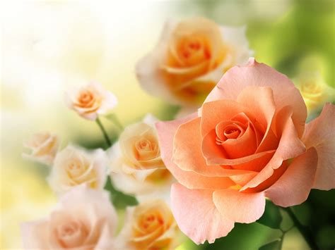 Pin by hannah louise stanley on flowers rosa amor rosas poemas. rose, Flowers, Flower, Roses, Bokeh, Landscape, Nature ...