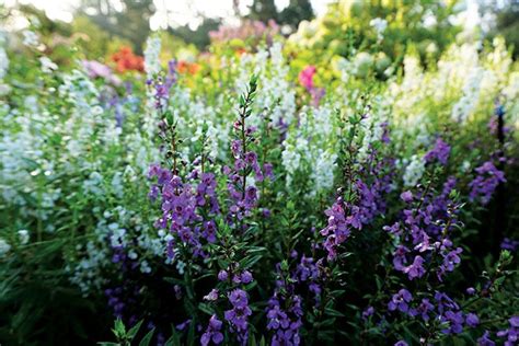 Serena Angelonia Summer Bedding Plants Herbaceous Perennials