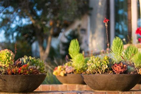 Landscapers Picks The 10 Best Shrubs For Pots Hgtv Garden