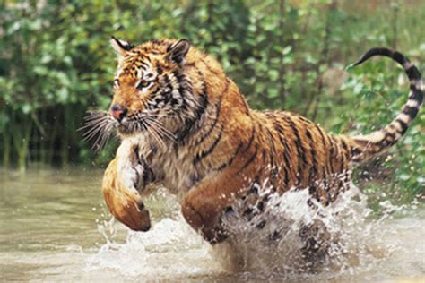 Fifa 16 tigres liga bancomer mx. Com planos de preservação, número de tigres aumenta na Índia | Exame