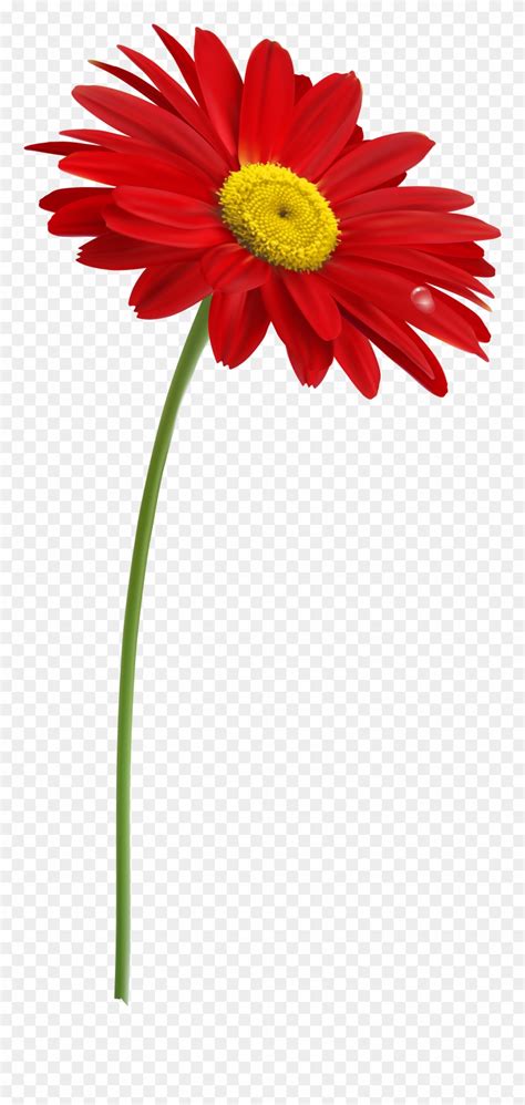 Close up photo of a blue hyacinth flower with no background Stem Flower Clip Art With Transparent Background - One Red ...