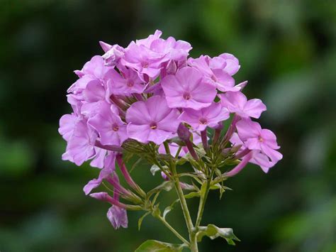 Phlox Paniculata How To Plant And Care For It Morflora