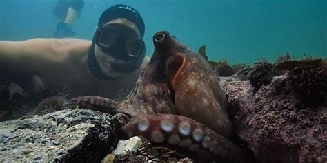 My octopus teacher accepts the oscar for documentary feature abc. 'My Octopus Teacher' may open your eyes to nature | The ...